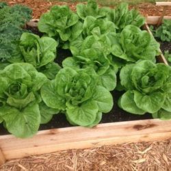 Container garden of lettuce.