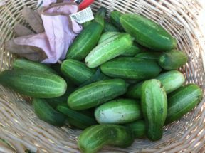 Basket of cucumbers