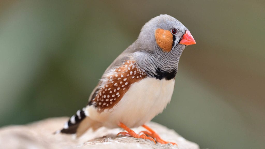 a bird with an orange beak sitting on a rock