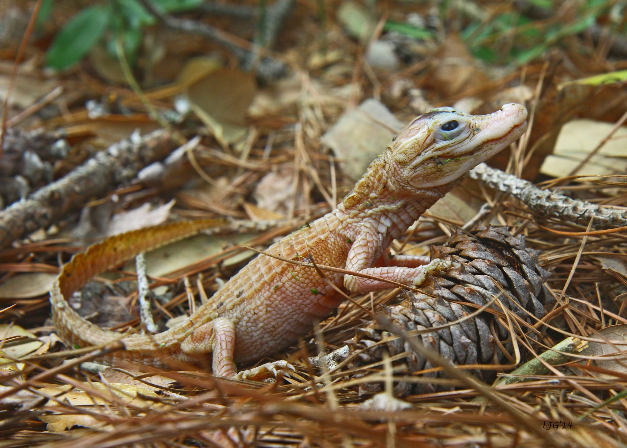 Clemson researcher details discovery of rare, white-skinned alligators ...