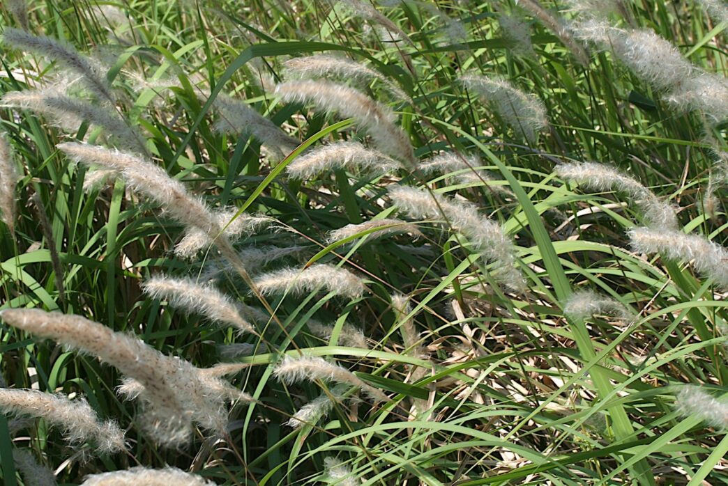 cogongrass