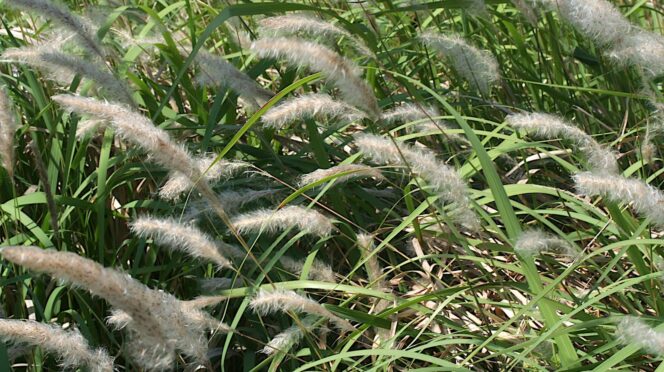 cogongrass