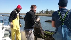 An employee of Barrier Island Oyster Company lifts a cage of oysters to check their size.