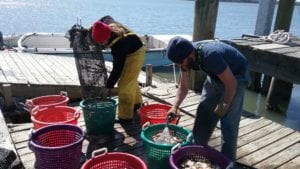 Cleaned and sorted oysters S.C. Sea Grant Consortium