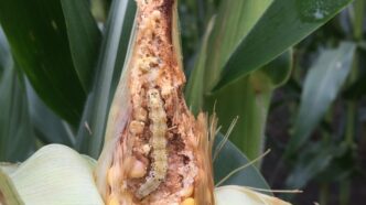 Clemson University researchers have created an email newsletter to encourage adoption of IPM practices in South Carolina.