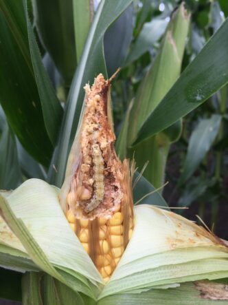 Clemson University researchers have created an email newsletter to encourage adoption of IPM practices in South Carolina.