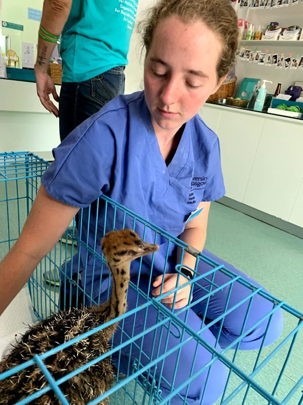 Clemson student Lindsay Rodenkirchen from Timmonsville, SC, helps a baby ostrich while working with the Animal Mama project during an EMS placement in Cambodia.
