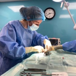 Clemson student Lindsay Rodenkirchen from Timmsonville, SC performs surgery during her Small Animal Primary rotation in her final year of veterinary school at the University of Glasgow.