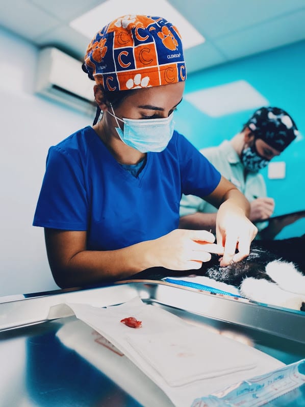 Clemson student Alexis Dann from Rising Sun, Maryland, neuters a cat during a surgical rotation at the University of Glasgow School of Veterinary Science.