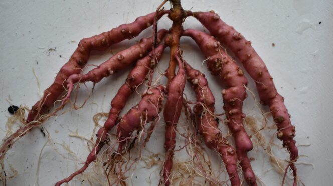 Sweet potato with bumps from infection
