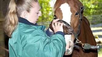 horse in barn