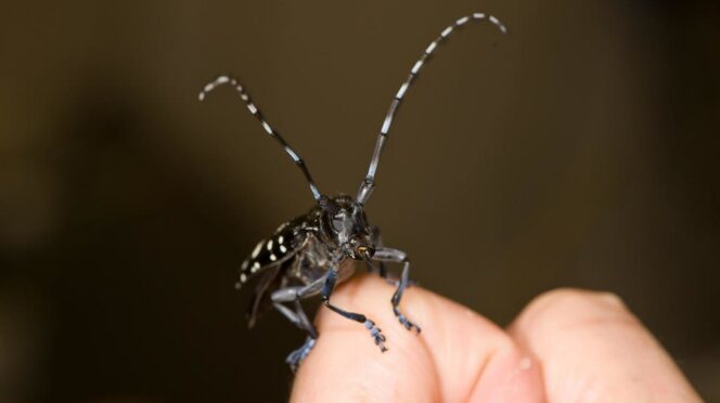 Asian Longhorned Beetle