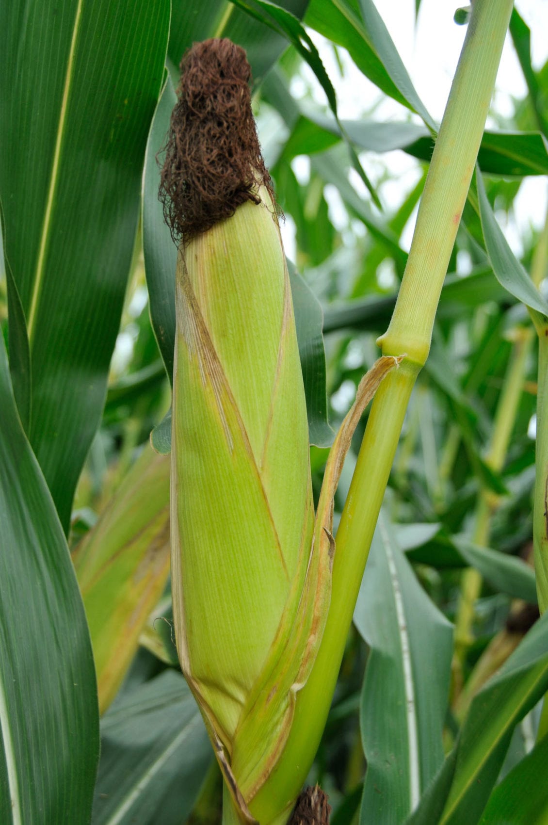 stronger-corn-stalks-could-lead-to-greater-food-security-clemson-news