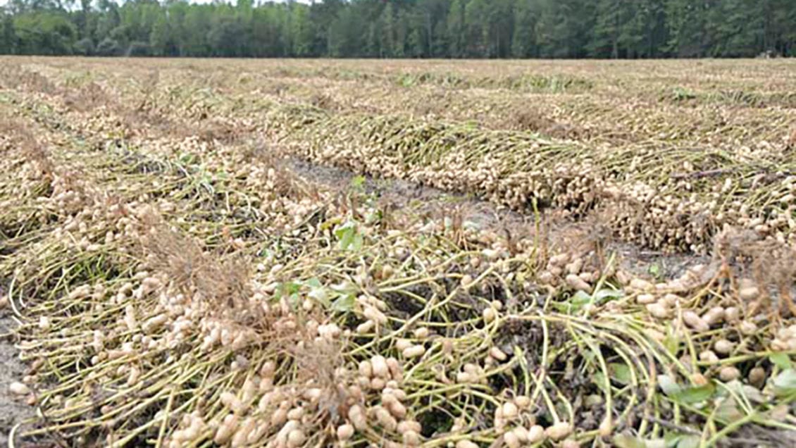 Clemson specialists report peanut production up in South Carolina.