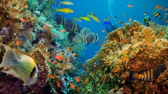 Fish in the ocean near coral reef.
