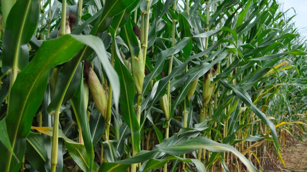 a row of corn plants in a field