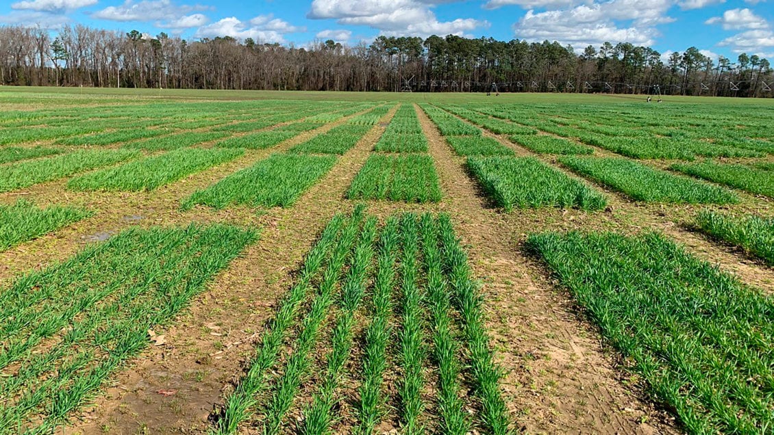 Clemson University researcher Rick Boyles is working to determine how to develop new wheat lines that withstand environmental changes and produce under tough conditions.
