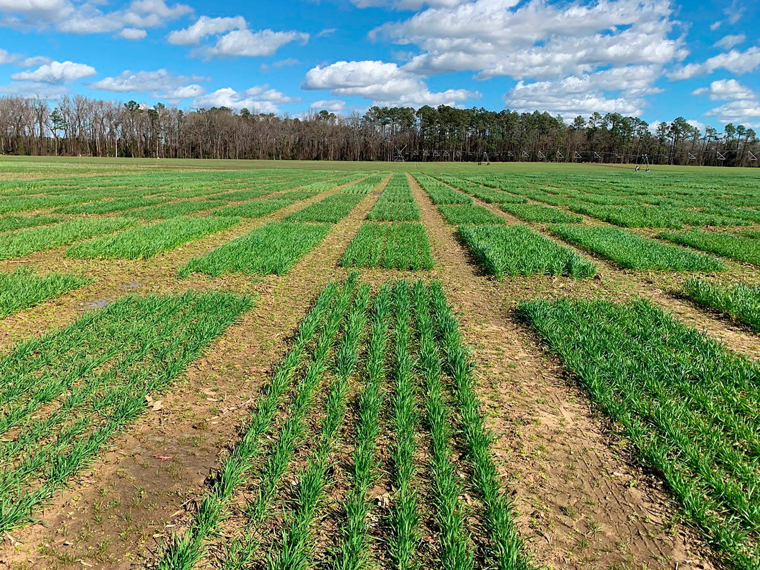 Clemson University researcher Rick Boyles is working to determine how to develop new wheat lines that withstand environmental changes and produce under tough conditions.
