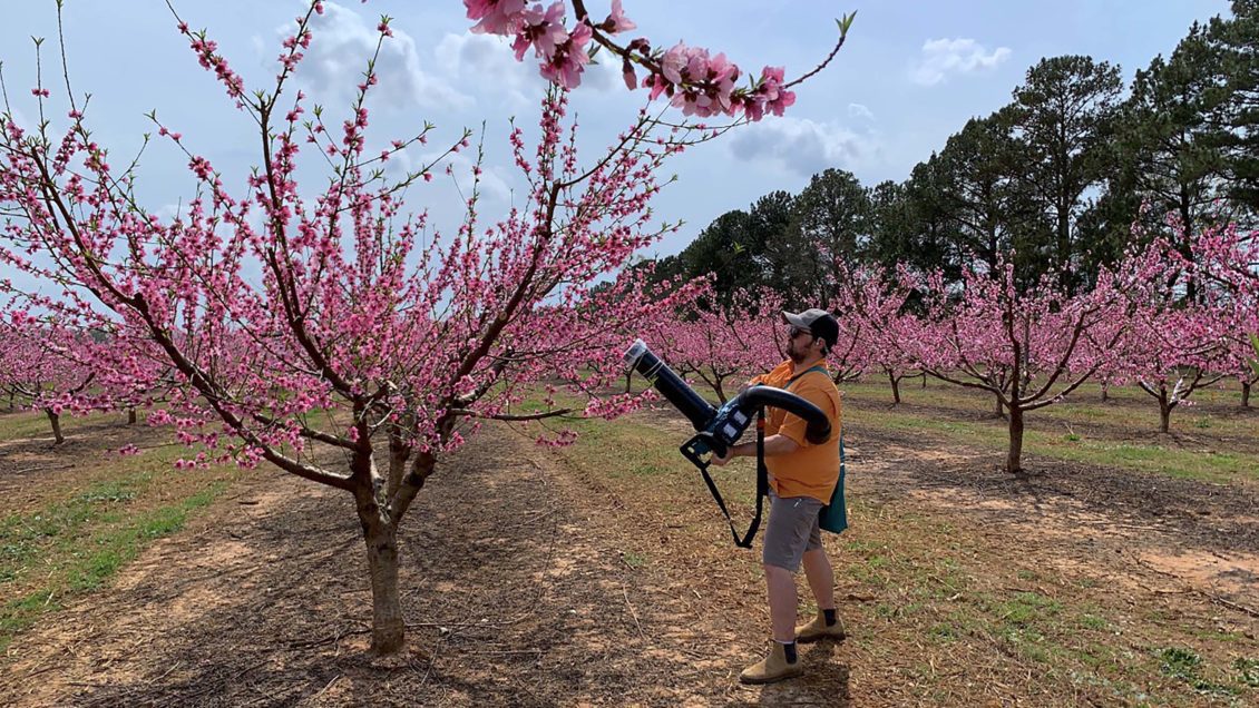 Clemson and UGA entomologist Brett Blaauw uses a reverse-flow leaf blower to collect insects from peach trees.