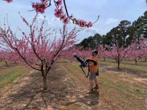 Clemson and UGA entomologist Brett Blaauw uses a reverse-flow leaf blower to collect insects from peach trees.