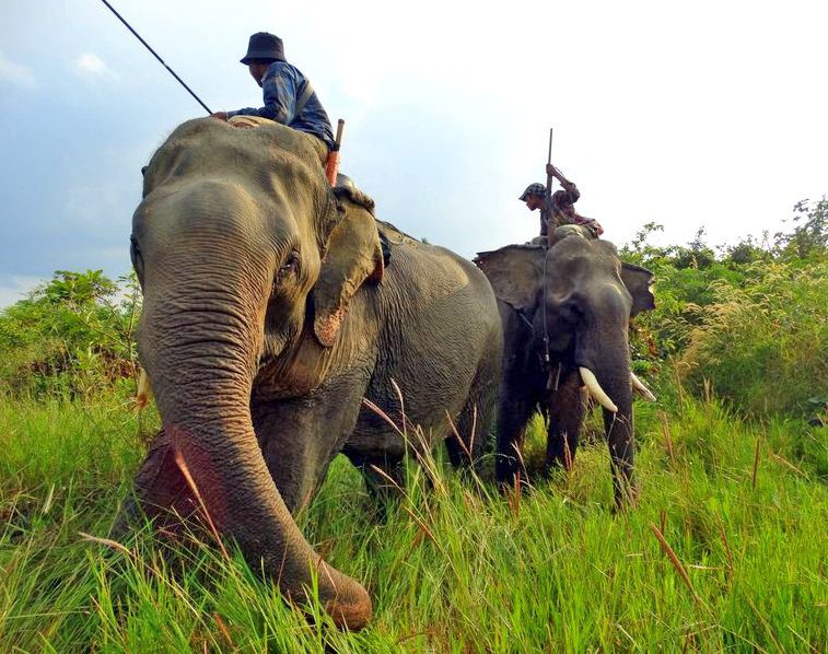 Smithsonian Conservation Biology Institute team members ride elephants.