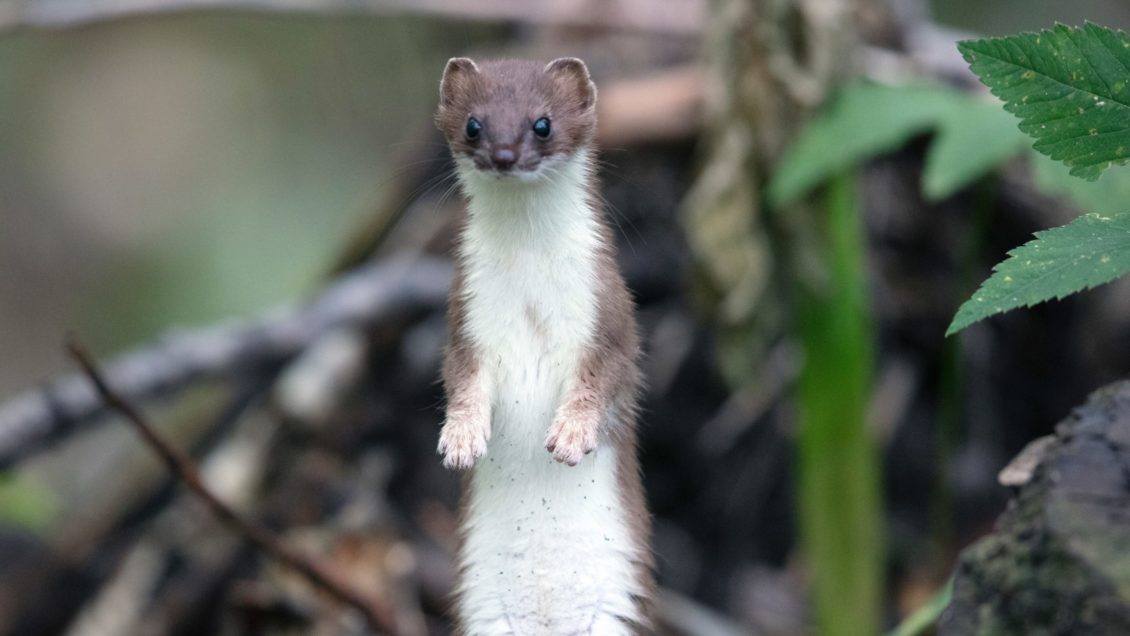 An ermine stands in the forest.
