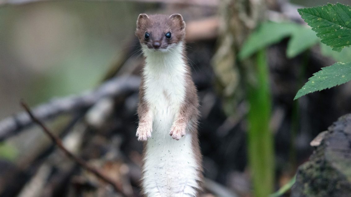 Weasel out: Clemson-led study shows population of pint-sized predators  dwindling | Clemson News