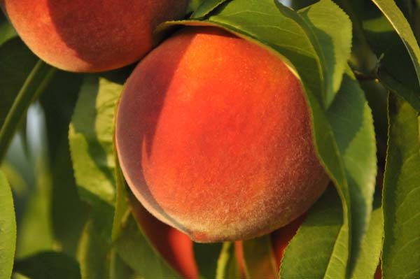 Clemson and UGA researchers combine forces to grow the perfect peach.