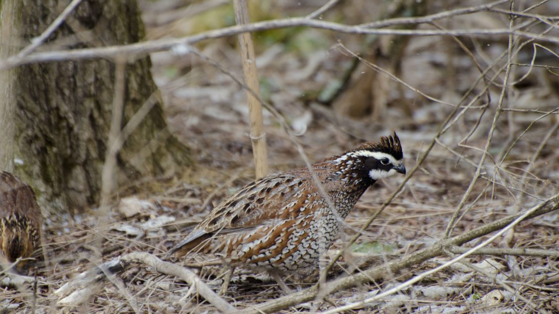 male bobwhite quail