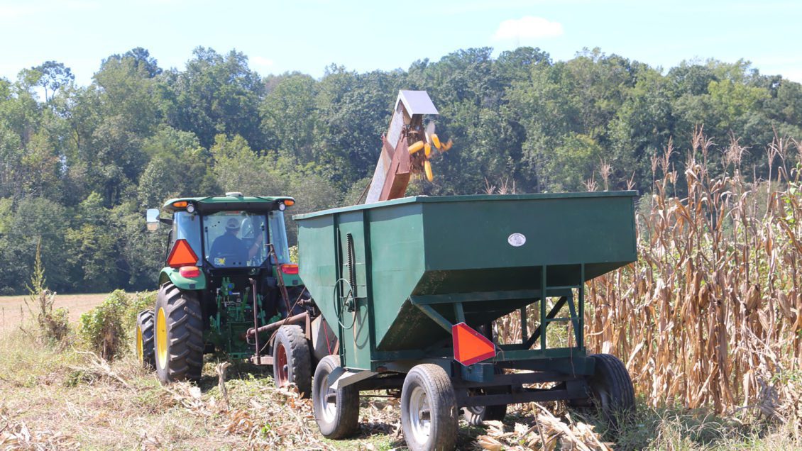 Corn harvest is underway and Clemson University has a new app to help farmers when making decisions related to storing or field drying grain crops.