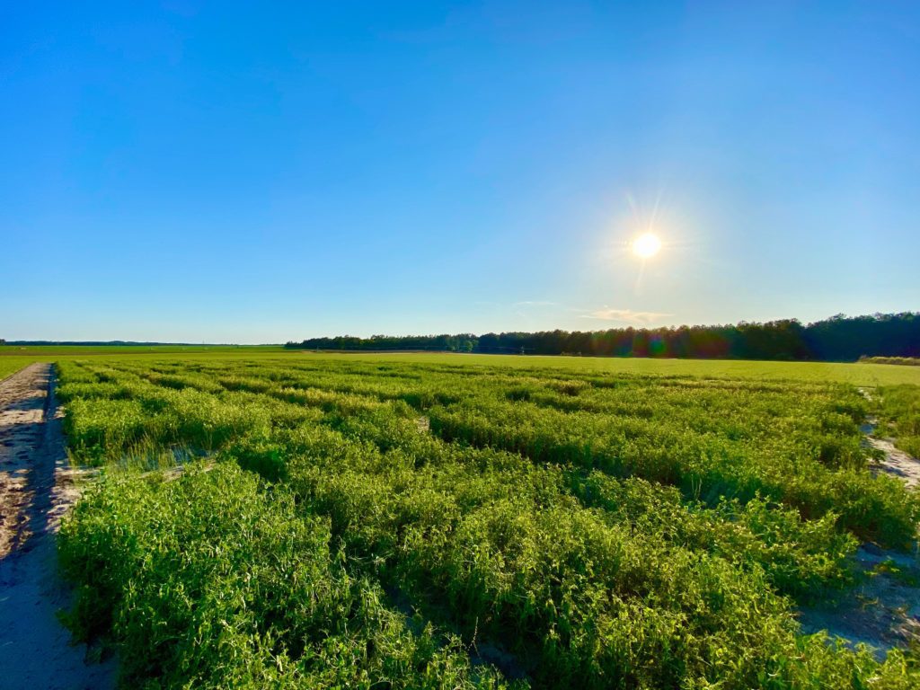 A Clemson University researcher aims to develop chickpea cultivars with high protein quality, good digestibility, improved flavor and acceptable milling quality for organic production.