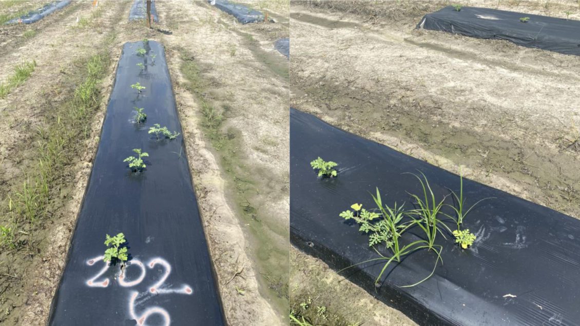 The row on the left was treated using anaerobic soil disinfestation (ASD) . The row on the right was not treated, resulting in more nutsedge growing in the crop.