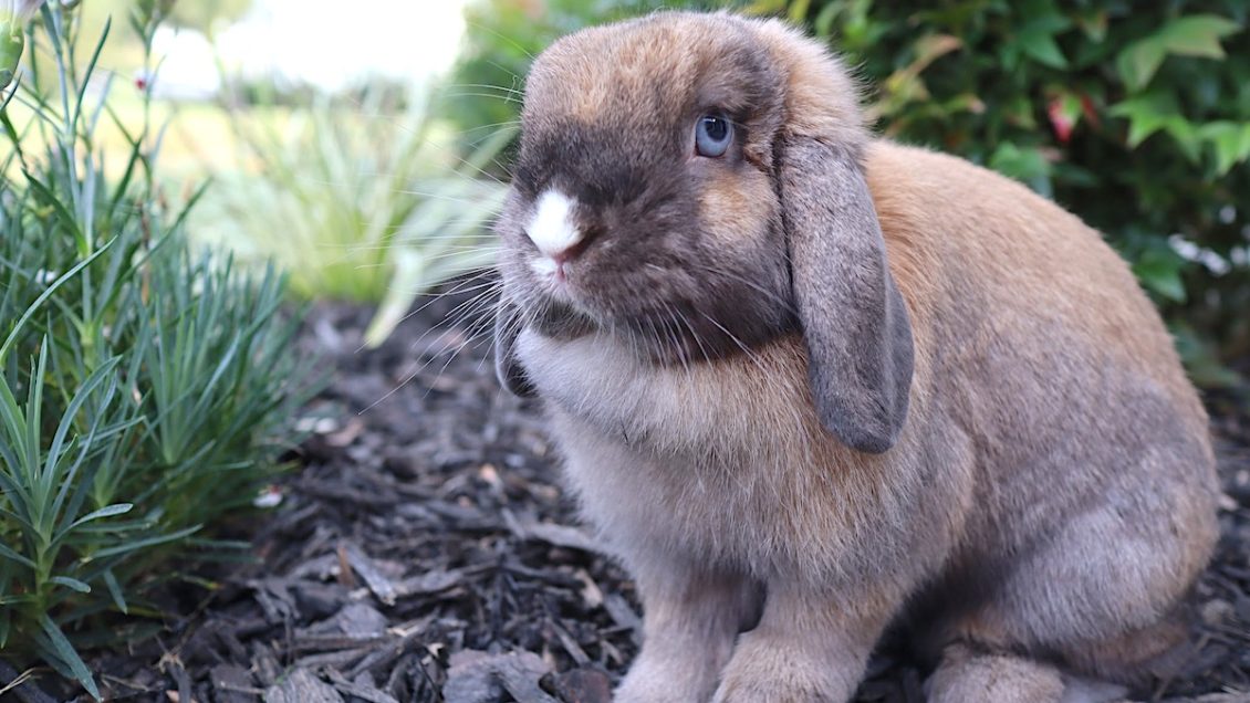 Cocoa, a domesticated bunny