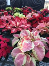 The leaves, or bracts, of poinsettia plants change color depending on light exposure.