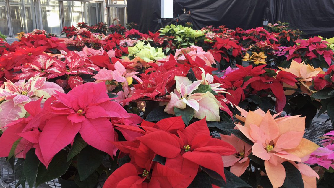 Clemson researchers are conducting a study to look at how rising temperatures are causing heat stress for poinsettia plants grown in greenhouses.
