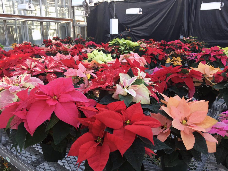 Clemson researchers are conducting a study to look at how rising temperatures are causing heat stress for poinsettia plants grown in greenhouses.