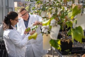 Chris Saski and postdoctoral research scientist Sonika Kumar are in the lab looking at cotton plants. Both are wearing white lab jackets.