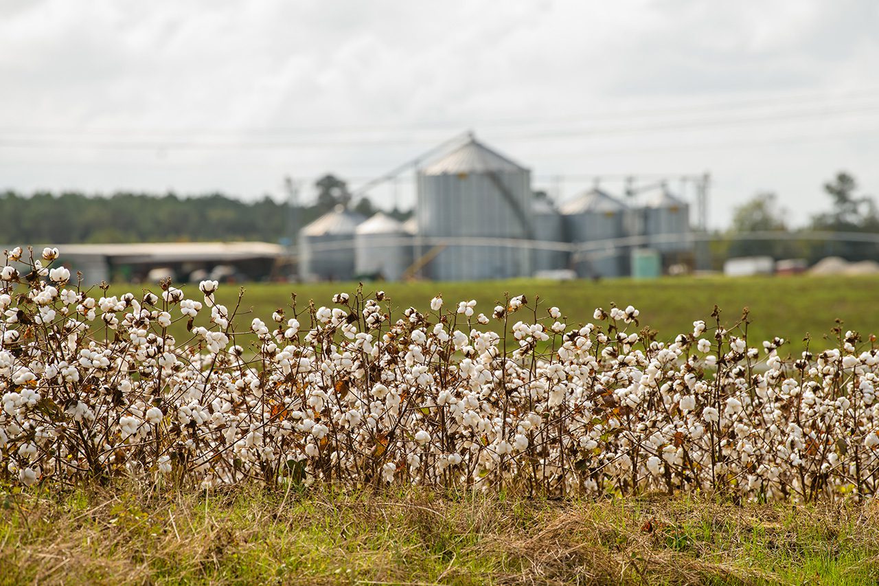 The 2022 South Carolina Cotton Growers Meeting is slated for Jan. 25 in Santee, South Carolina.