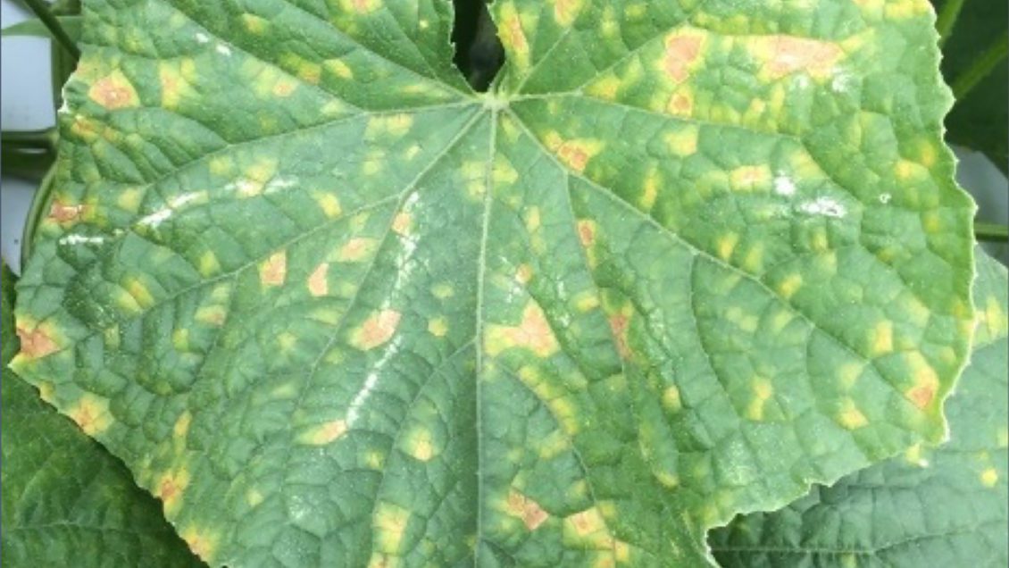 Downy mildew begins as dark, irregular spots that spread quickly on plants’ leaves.