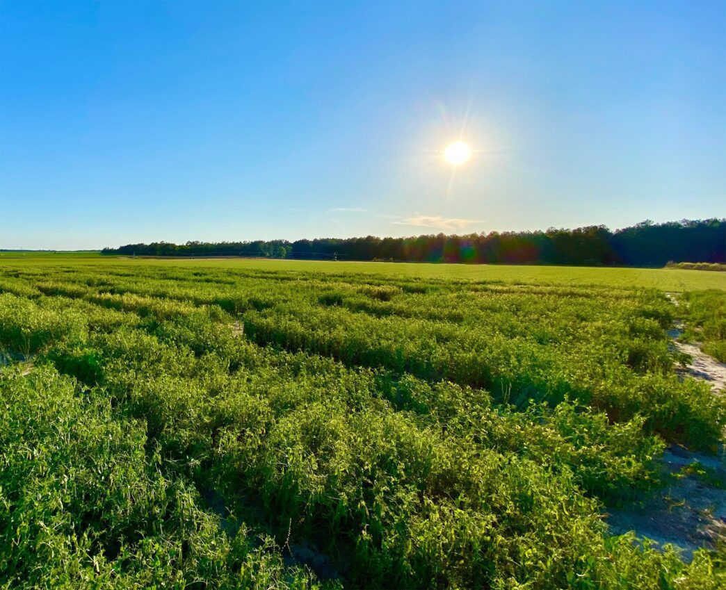 The sun shines down on a field of thick green vegetation, the tree line of a forest visible on the horizon.