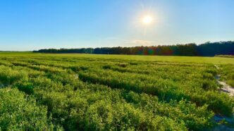The sun shines down on a field of thick green vegetation, the tree line of a forest visible on the horizon.