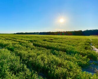 The sun shines down on a field of thick green vegetation, the tree line of a forest visible on the horizon.