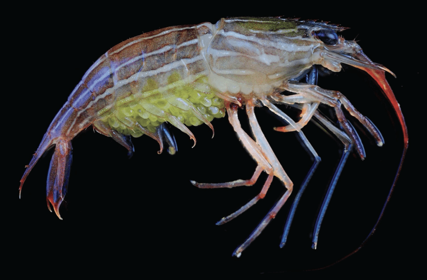 Picture of a colorful shrimp on a black background