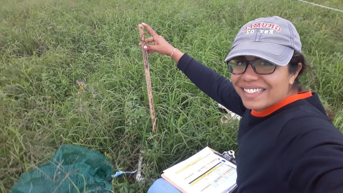 Liliane Silva collects forage measurements ion alfalfa-bermudagrass.