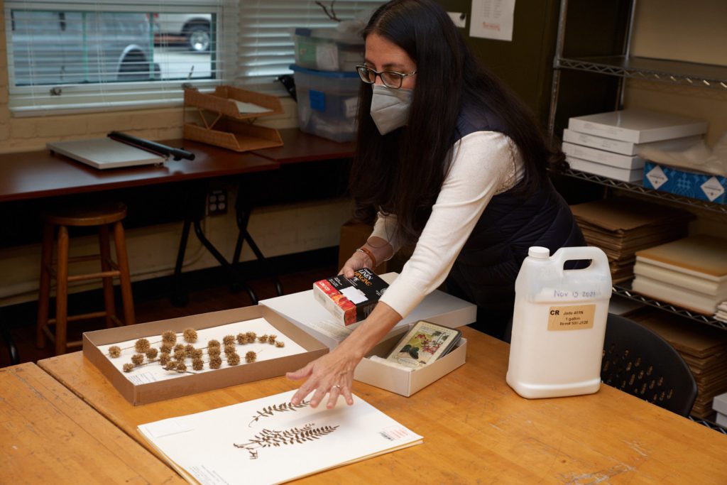 Woman wearing a black vest and white shirt looks at dried plant specimens in Clemson's herbarium.