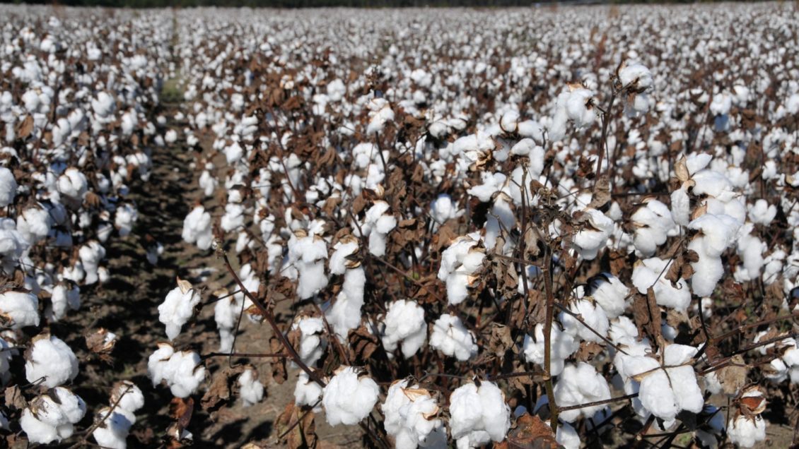 Cotton futures are at a 10-year-high and a Clemson Extension economist says growers should look at pricing some of their 2022 production and locking in input costs now if they can.