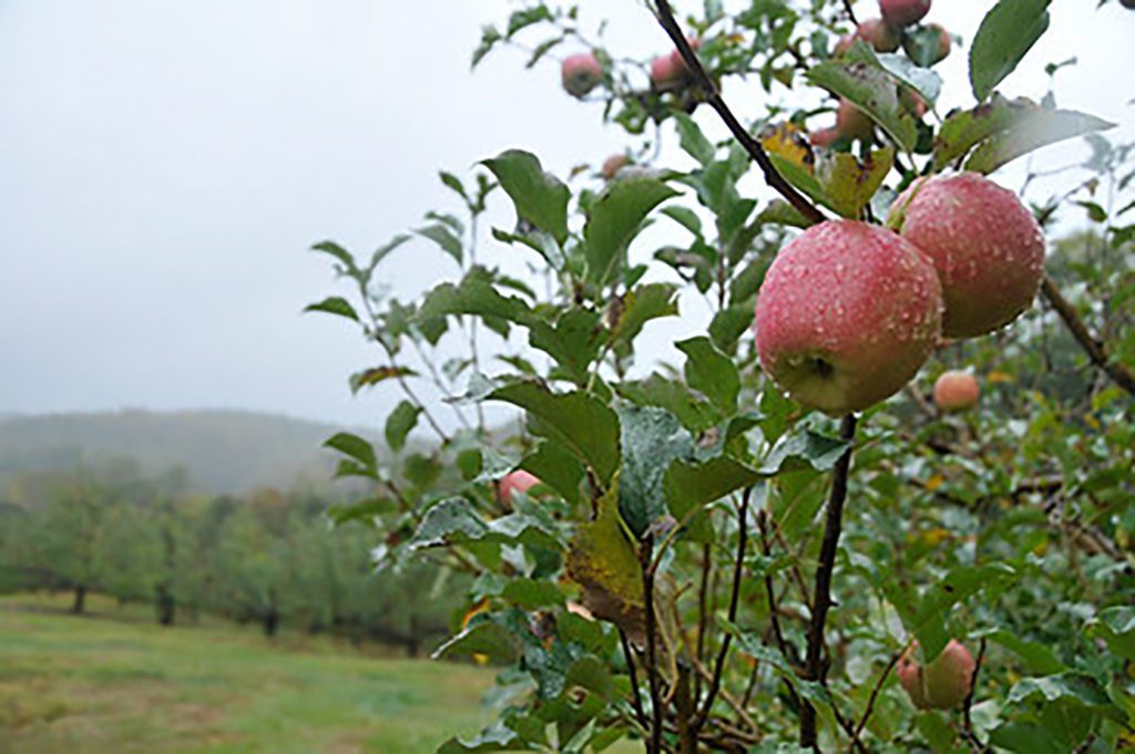 Clemson researchers report South Carolina apples appear to have survived the weekend cold snap.