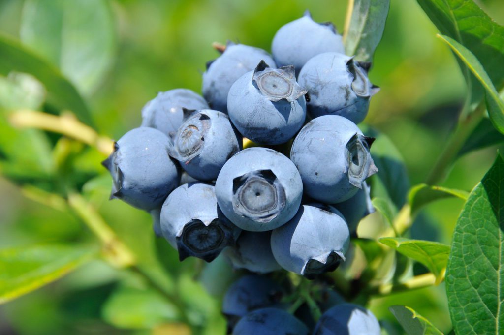 Clemson researchers report South Carolina blueberries appear to have survived the weekend cold snap.