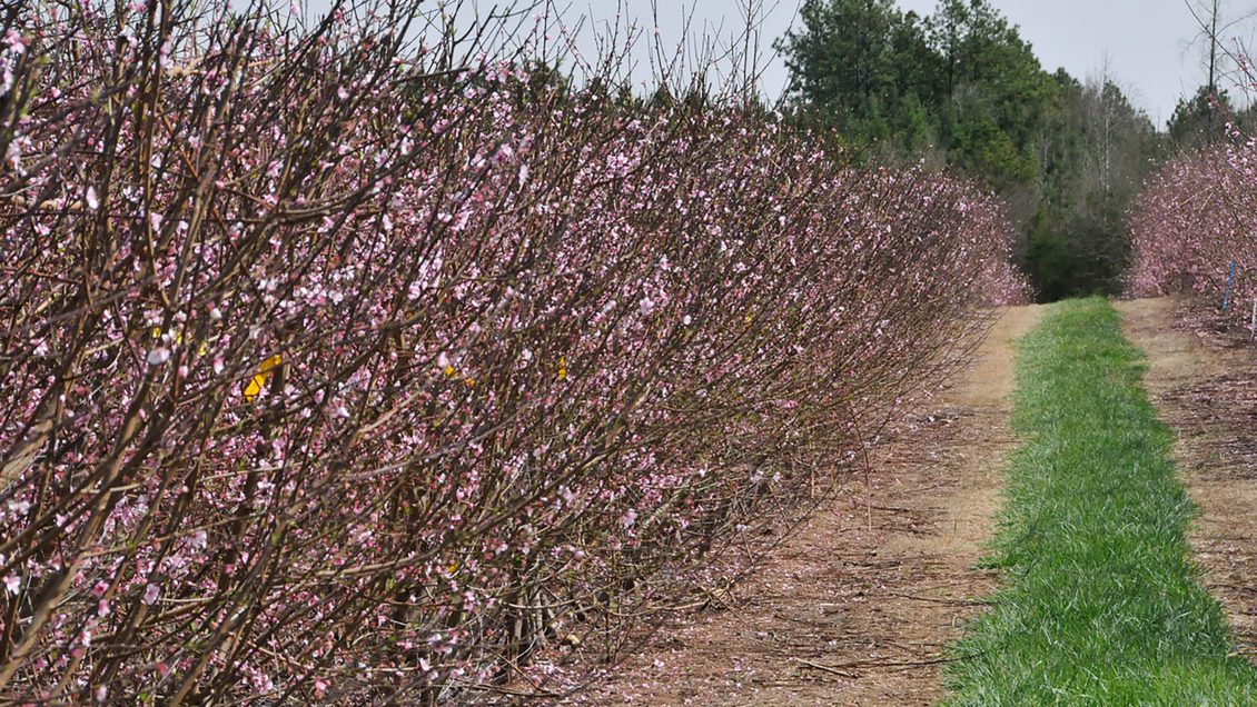 The South Carolina peach crop was in pink to full bloom stage when the icy temps hit.