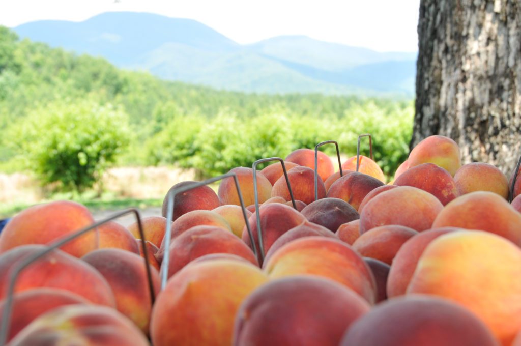 South Carolina peaches and other fruit crops appear to have survived the recent cold snap, but only time will tell.